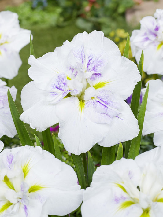 Iris Ensata 'Cupcake'