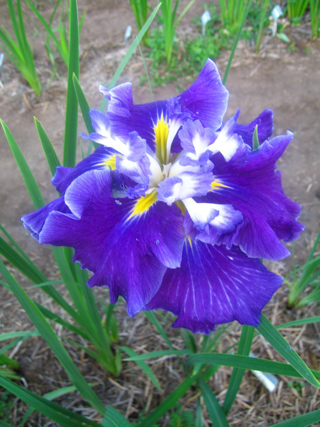 Iris Ensata 'Frosted Intrigue'