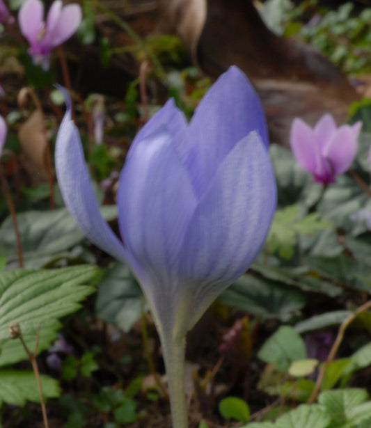 speciosus Conqueror