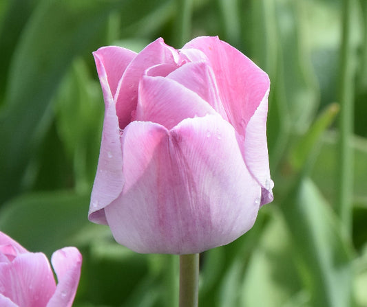 Tulip La Joyeuse 1863