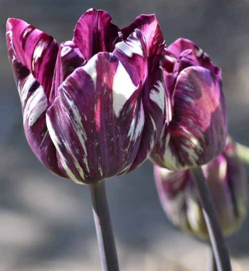 Le Printemps-rembrandt_3737 (3)