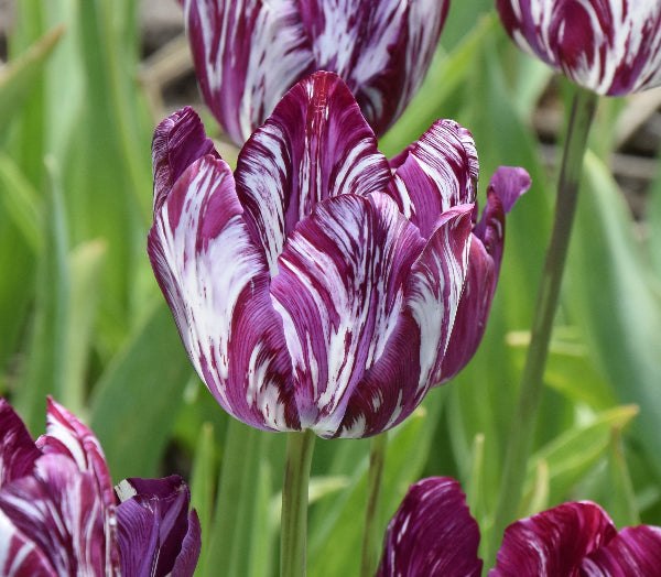 Tulip Le Brun 1980