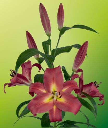 Lilium empoli (can use)