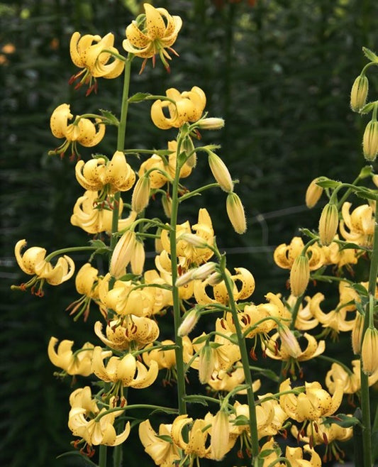 Lilium golden morning can use