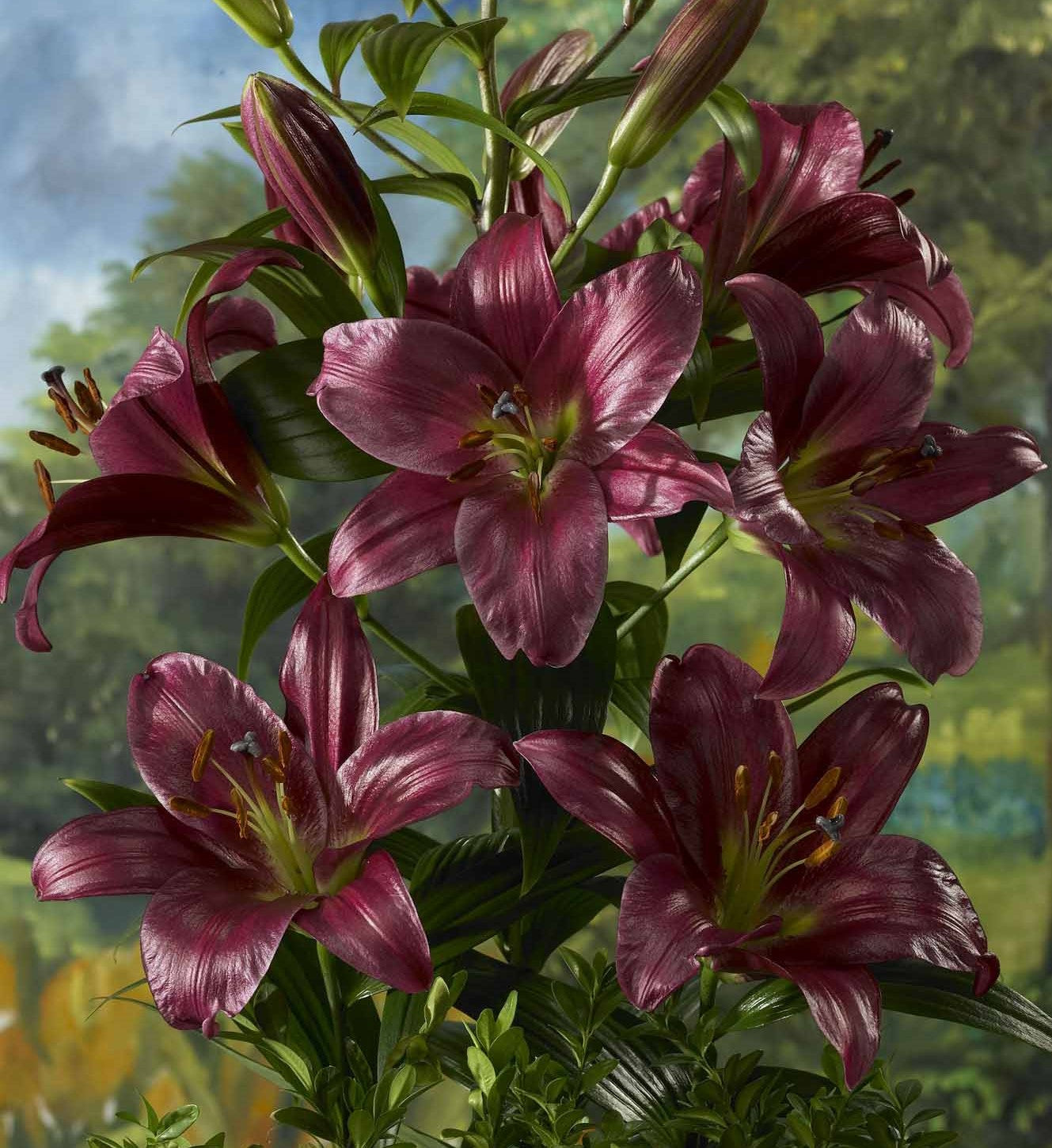 Lilium "Purple Prince"