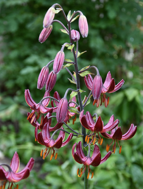 Lilium martagon 'Claude Shride'