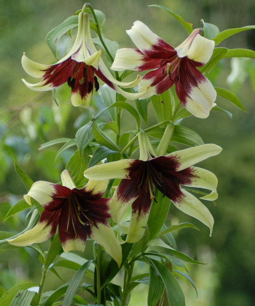 Lilium nepalense