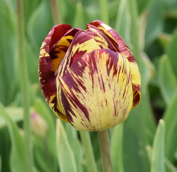 Tulip Lord Stanley rem. 1915