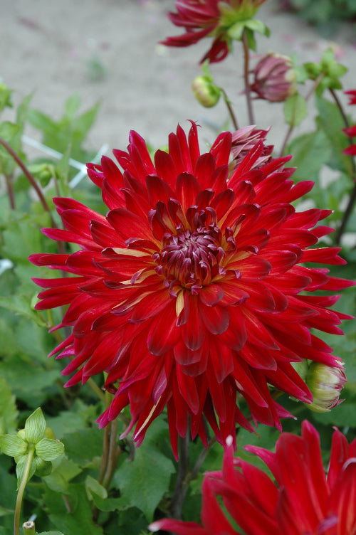 Dahlia Manhattan Island