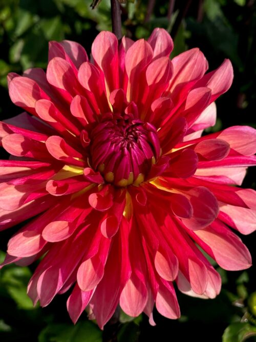 Missis Dutch can use