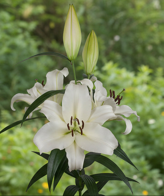 Lilium 'Monte Bianco'
