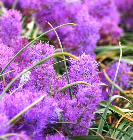 Muscari comosum (2)