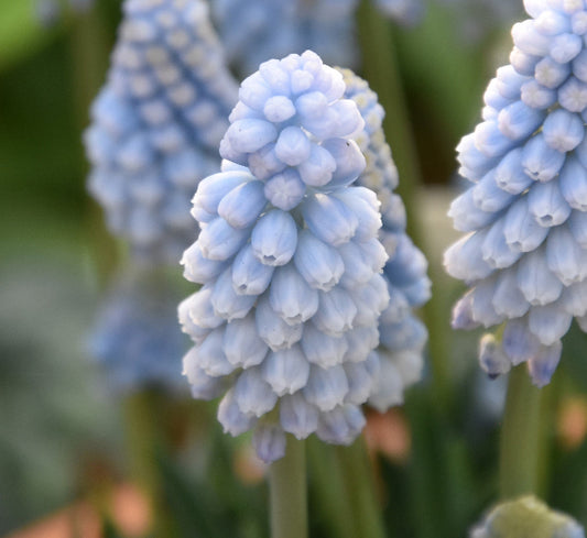 Baby’s Breath AGM