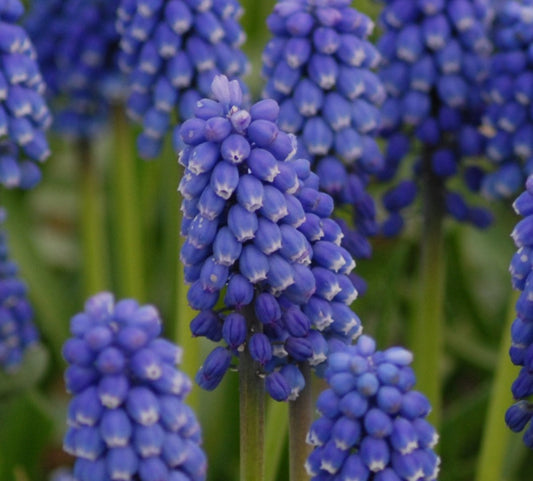 aucheri Blue Magic