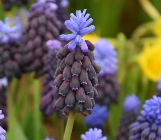 latifolium AGM