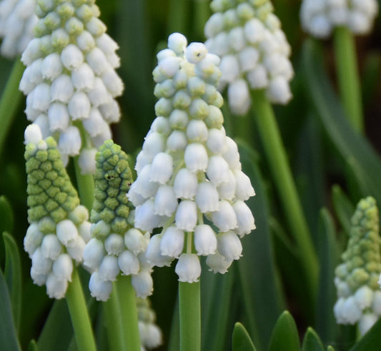 aucheri White Magic