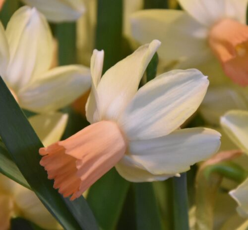 Narcissus Carice_9508 (3) sq