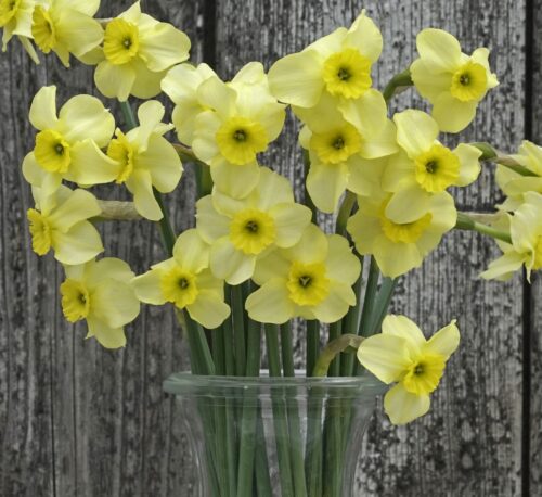 Narcissus Clare a(Carlos Pic) ok to Use sq