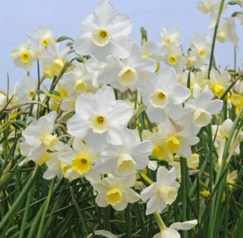Narcissus Desert Bells (Carlos Pic) ok to Use (2) sq