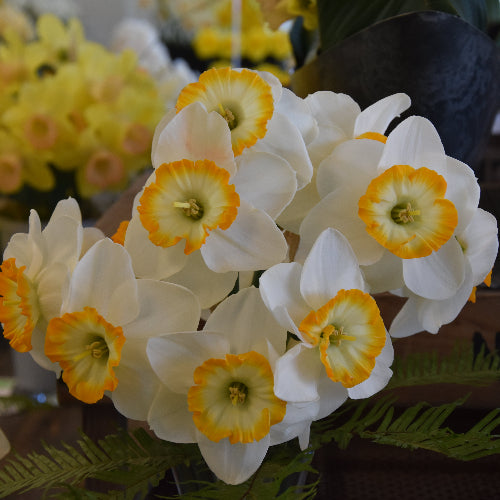 Narcissus 'Happy Smiles'