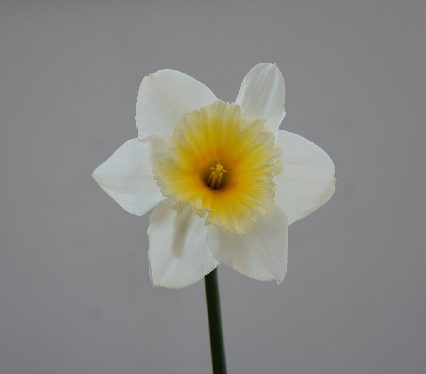 Narcissus Slim Whitman