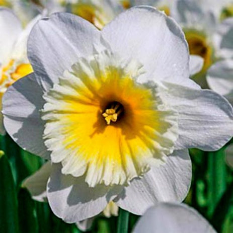 Narcissus Slim Whitman
