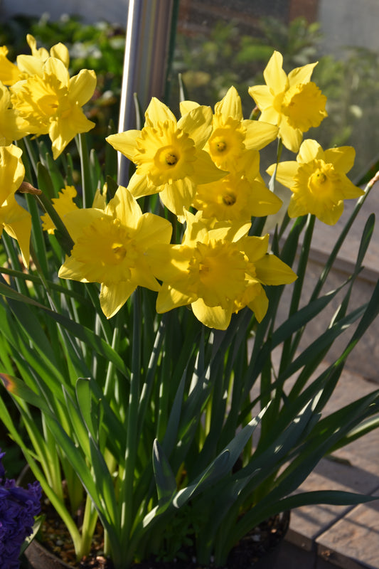 Narcissus Unsurpassable