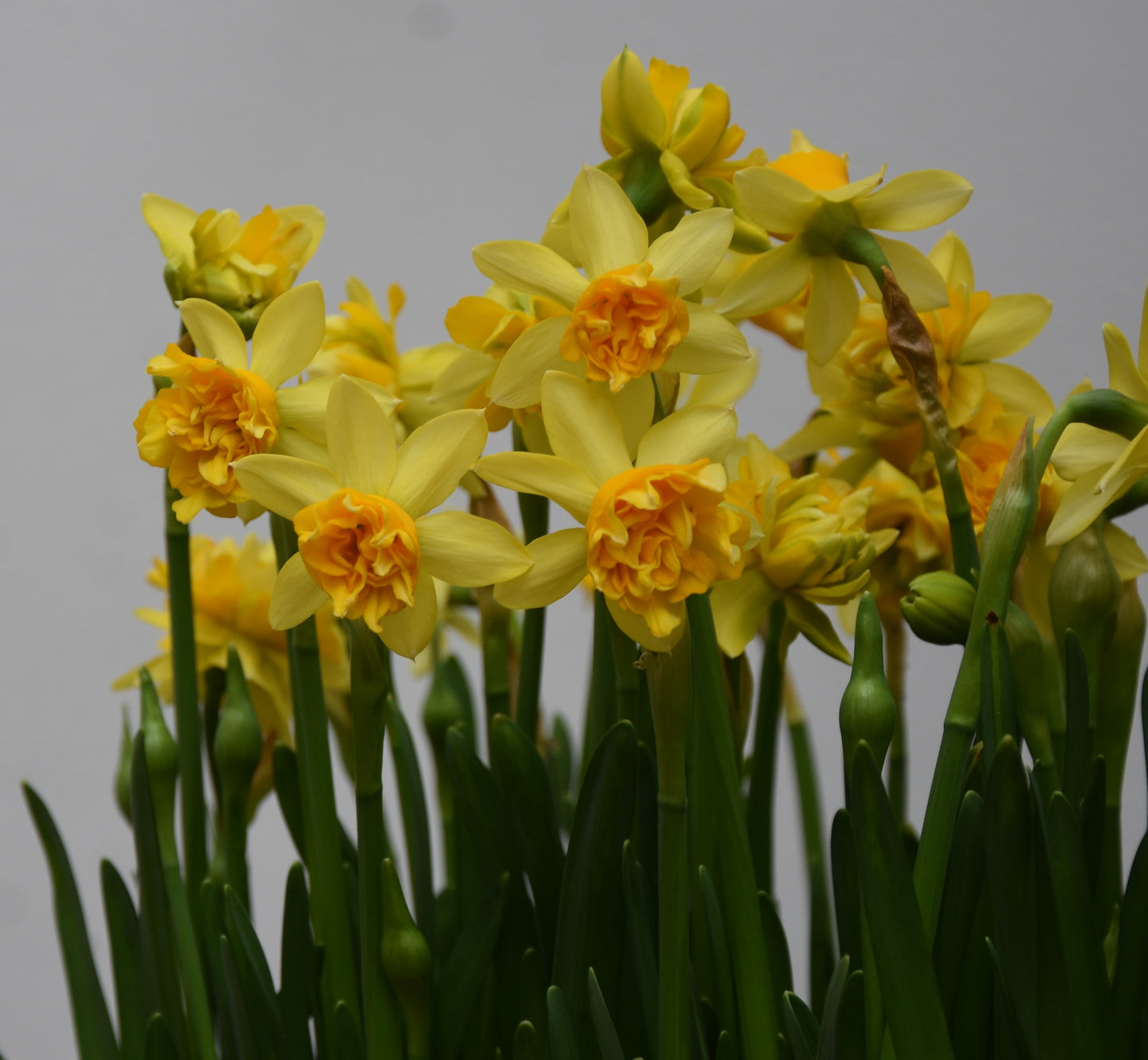 Narcissus Tete de luxe