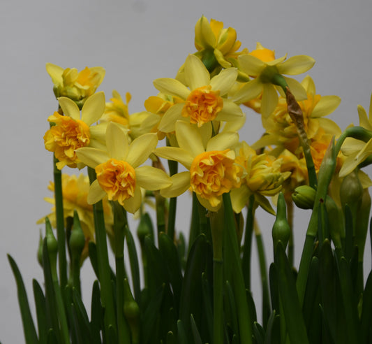 Narcissus Tete de luxe