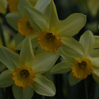 Narcissus Conspicuus syn Barrii Conspicuus