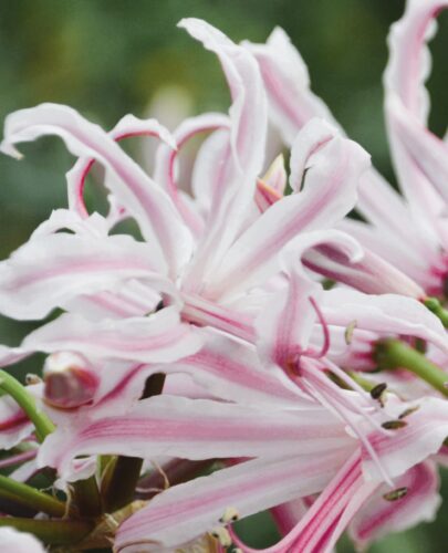 Nerine Berenice
