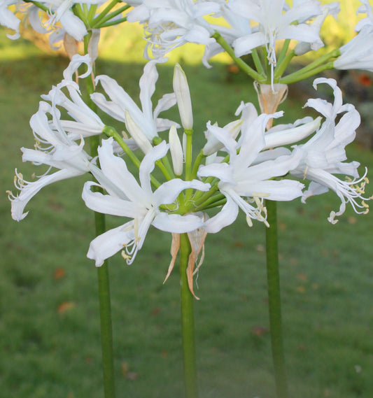 Nerine bowdenii "Adele"