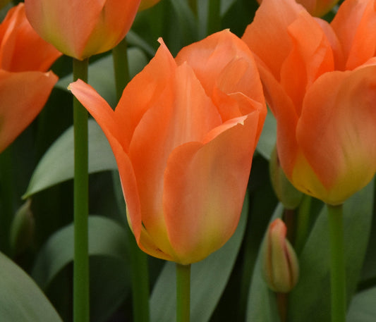 Orange Emperor AGM