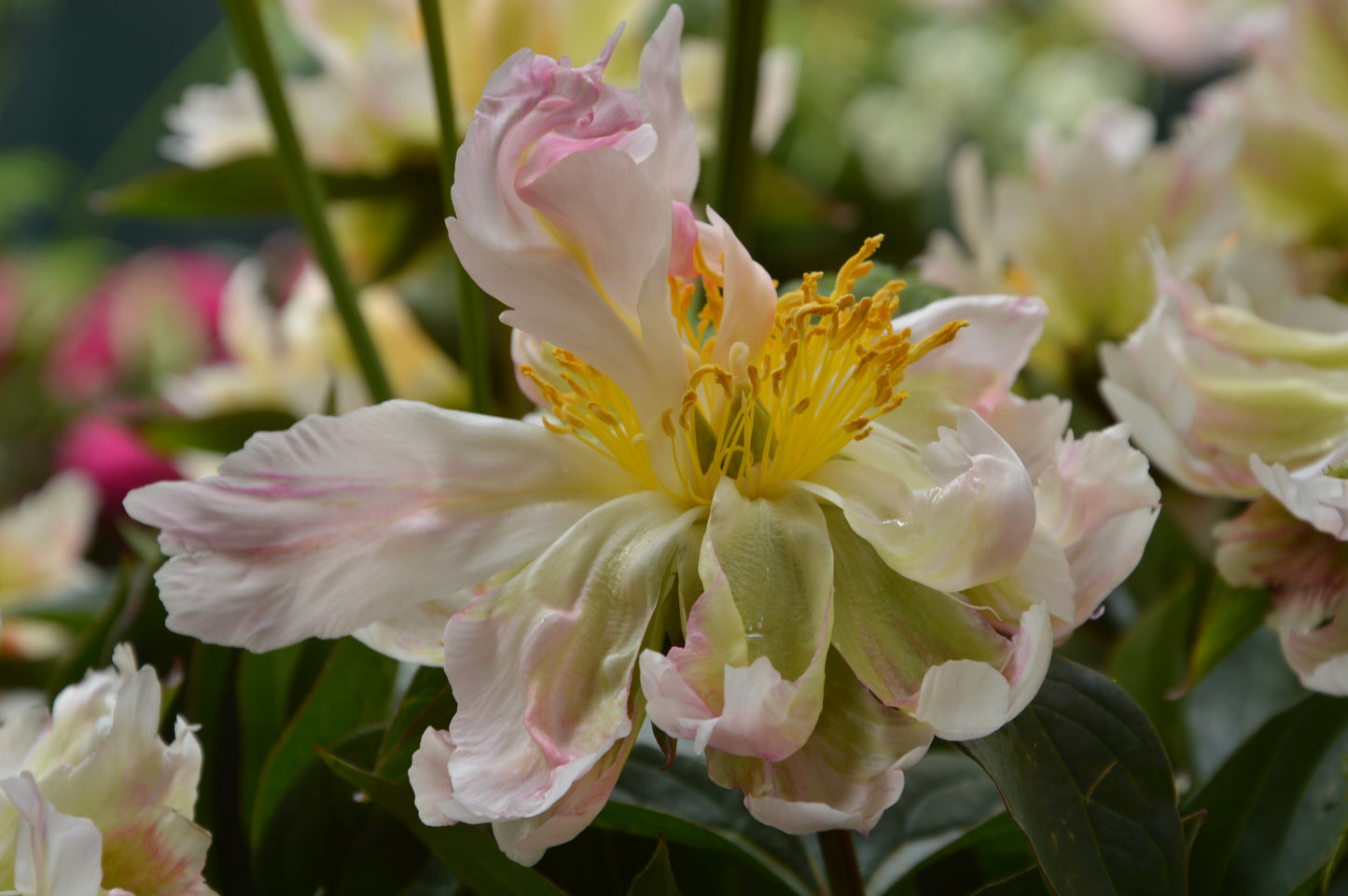 Paeonies 'Green Lotus'