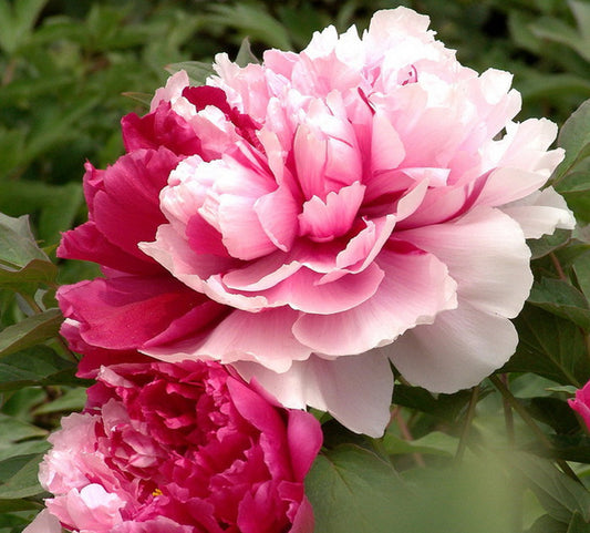 Paeonies 'Mister Ed'