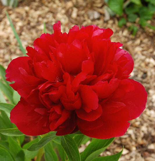 Paeony officinalis rubra plena