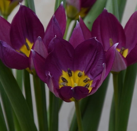 humilis Persian Pearl