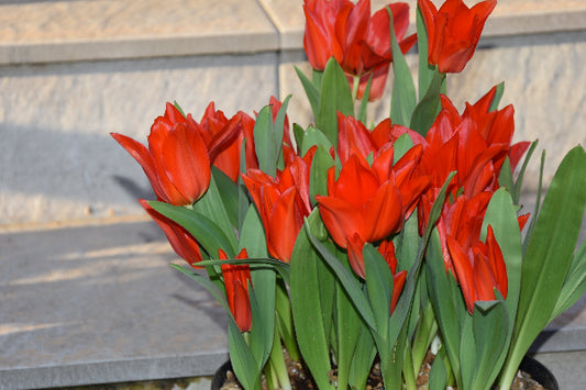 praestans van Tubergens Variety