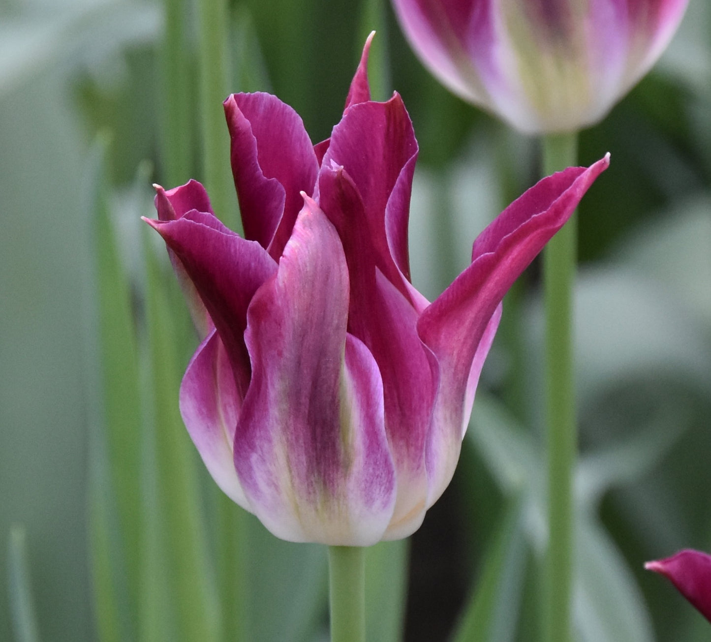 Purple Dance