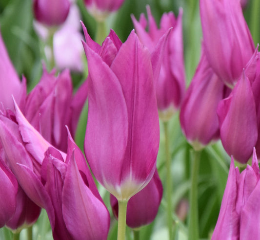 Purple Dream AGM