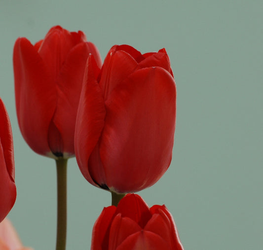 Red Impression AGM