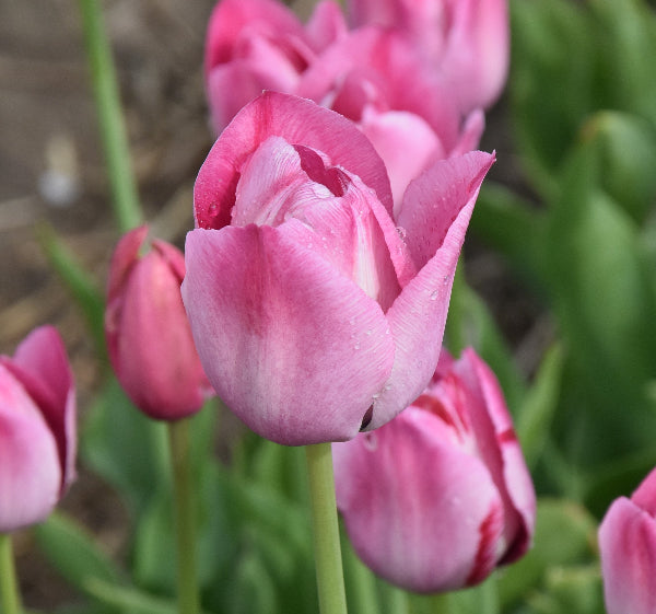 Tulip Rose des Dames 1870