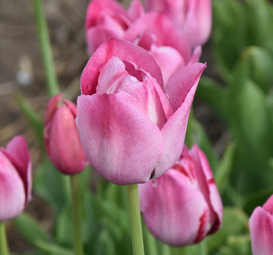 Tulip Rose des Dames 1870
