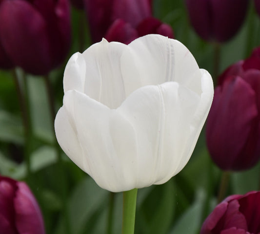Tulip Royal Virgin