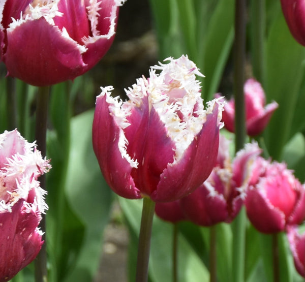 Tulip San Stefano