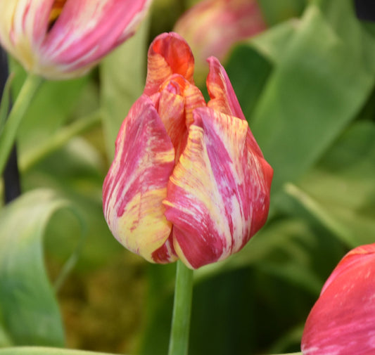 Tulip Saskia 1958