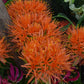 Scadoxus Katheriniae_5378 (3)