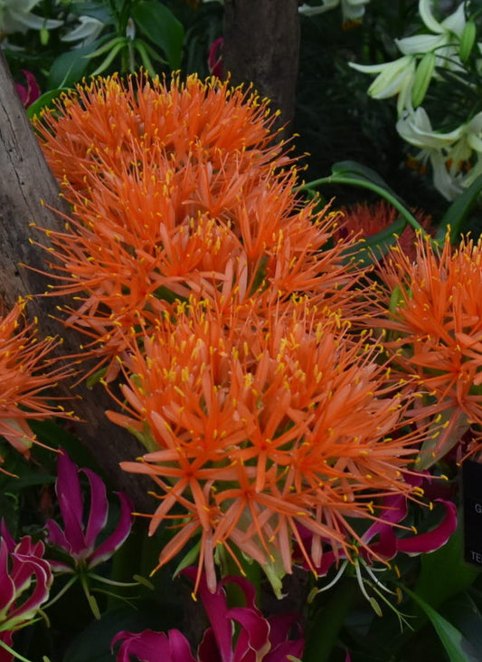 Scadoxus Katheriniae_5378 (3)