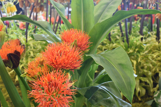 Scadoxus katherinae 'Flame'
