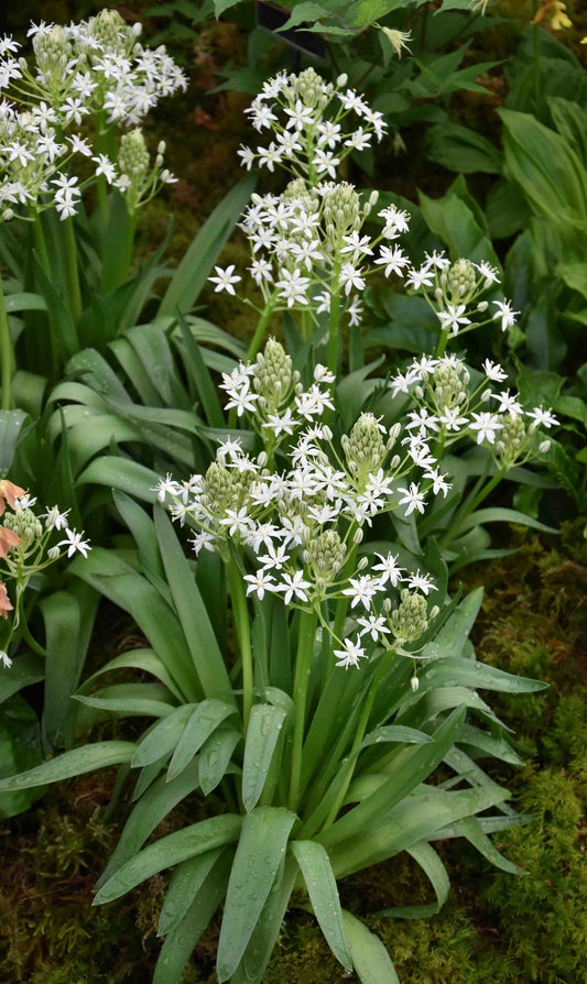 peruviana White Moon